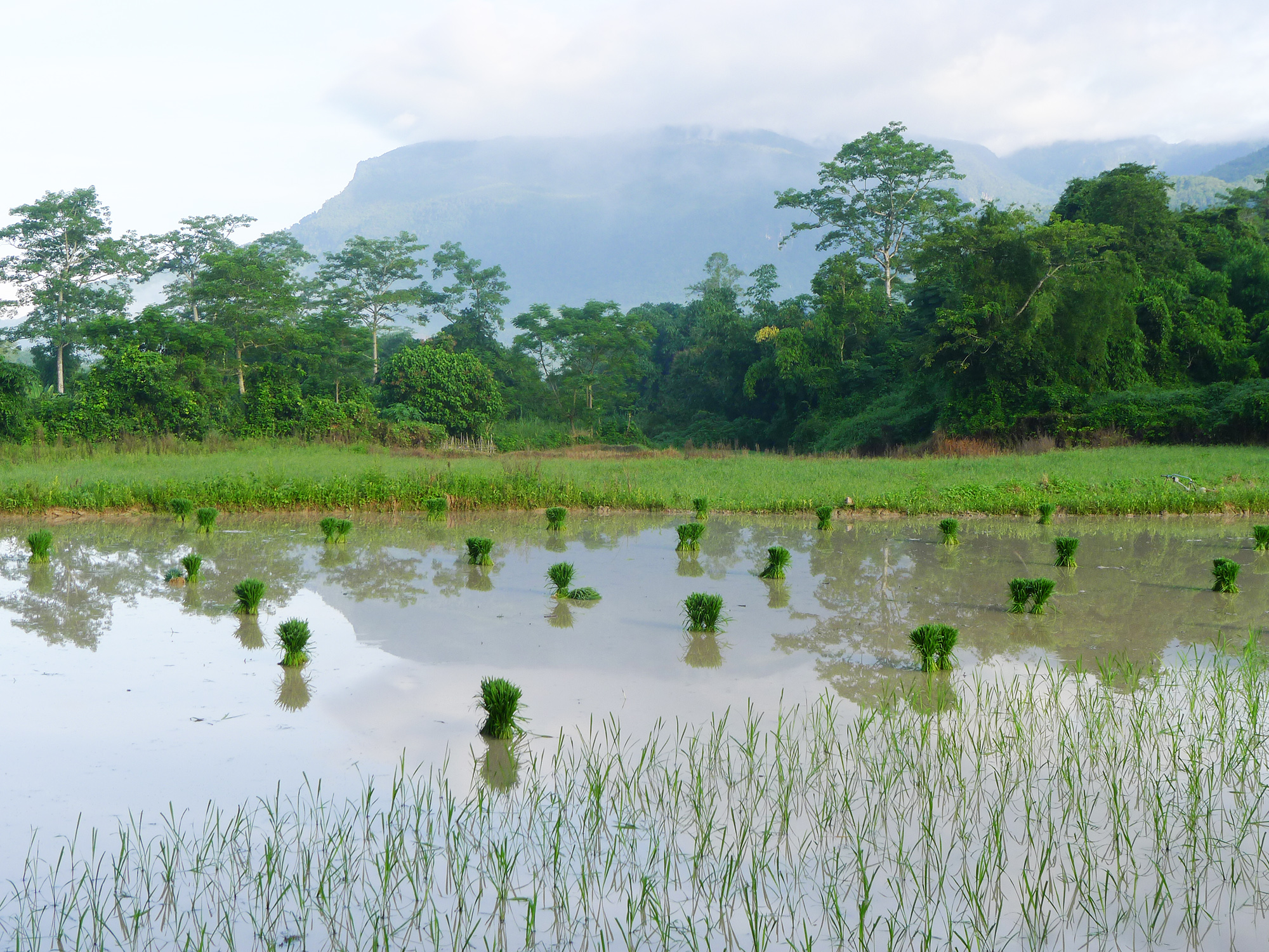 P1210072 Paddy field in Summer in Z Village